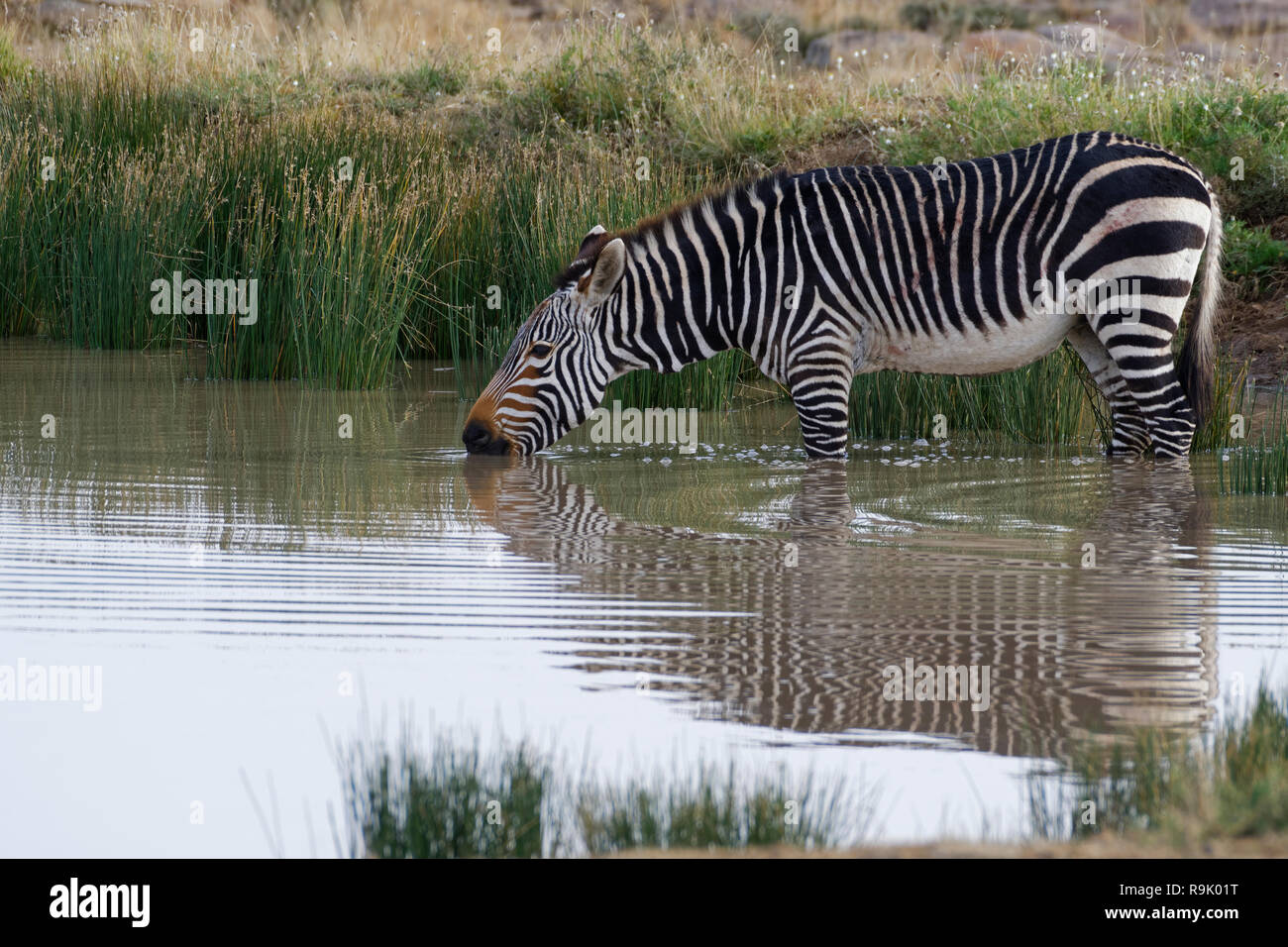 Zèbre de montagne du cap (Equus zebra zebra), des profils dans l'eau, de boire, de Mountain Zebra National Park, Eastern Cape, Afrique du Sud, l'Afrique Banque D'Images