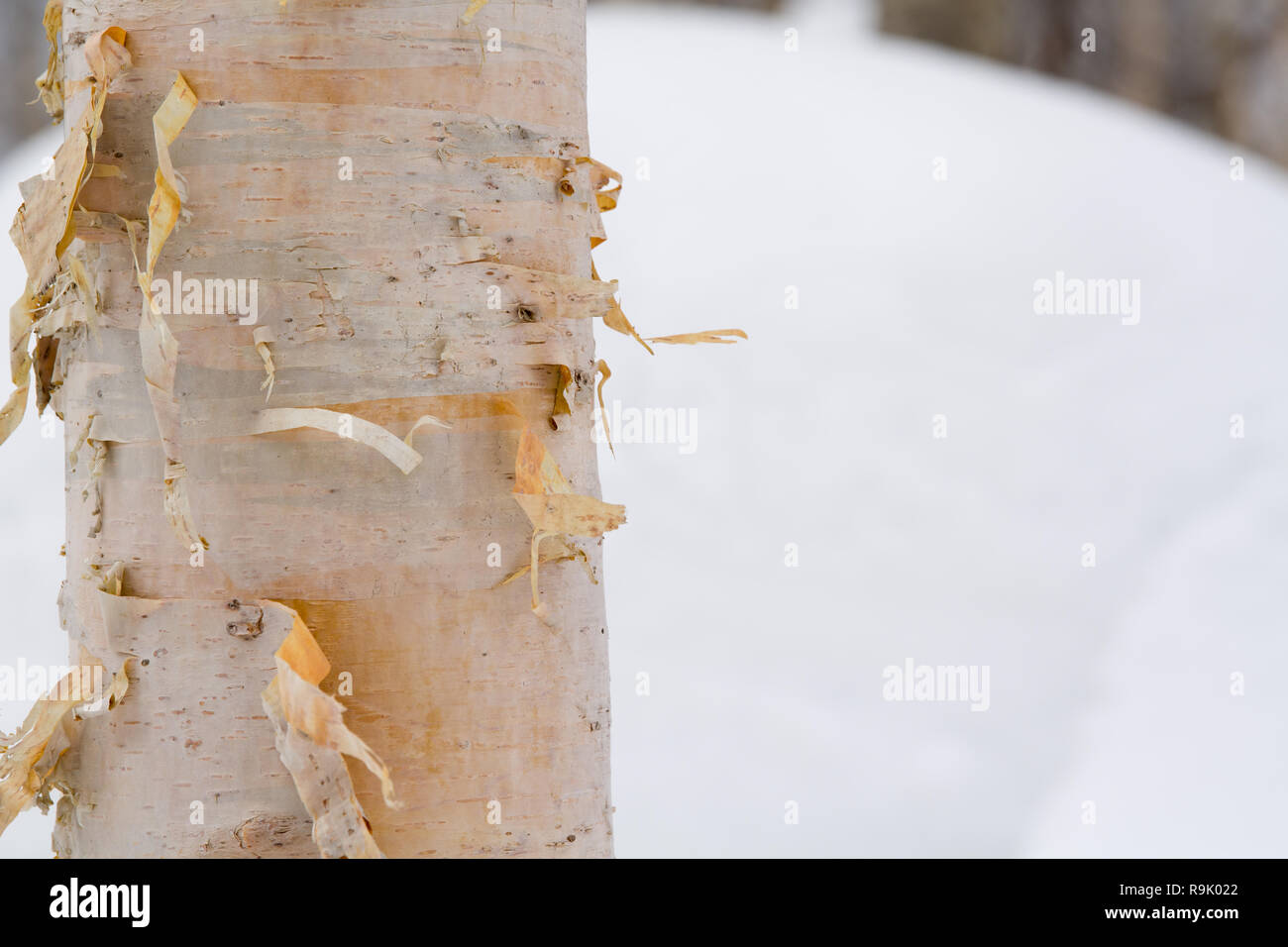 Couleur, texture de l'écorce d'un bouleau argenté avec un fond de neige à Hokkaido, au Japon. Banque D'Images