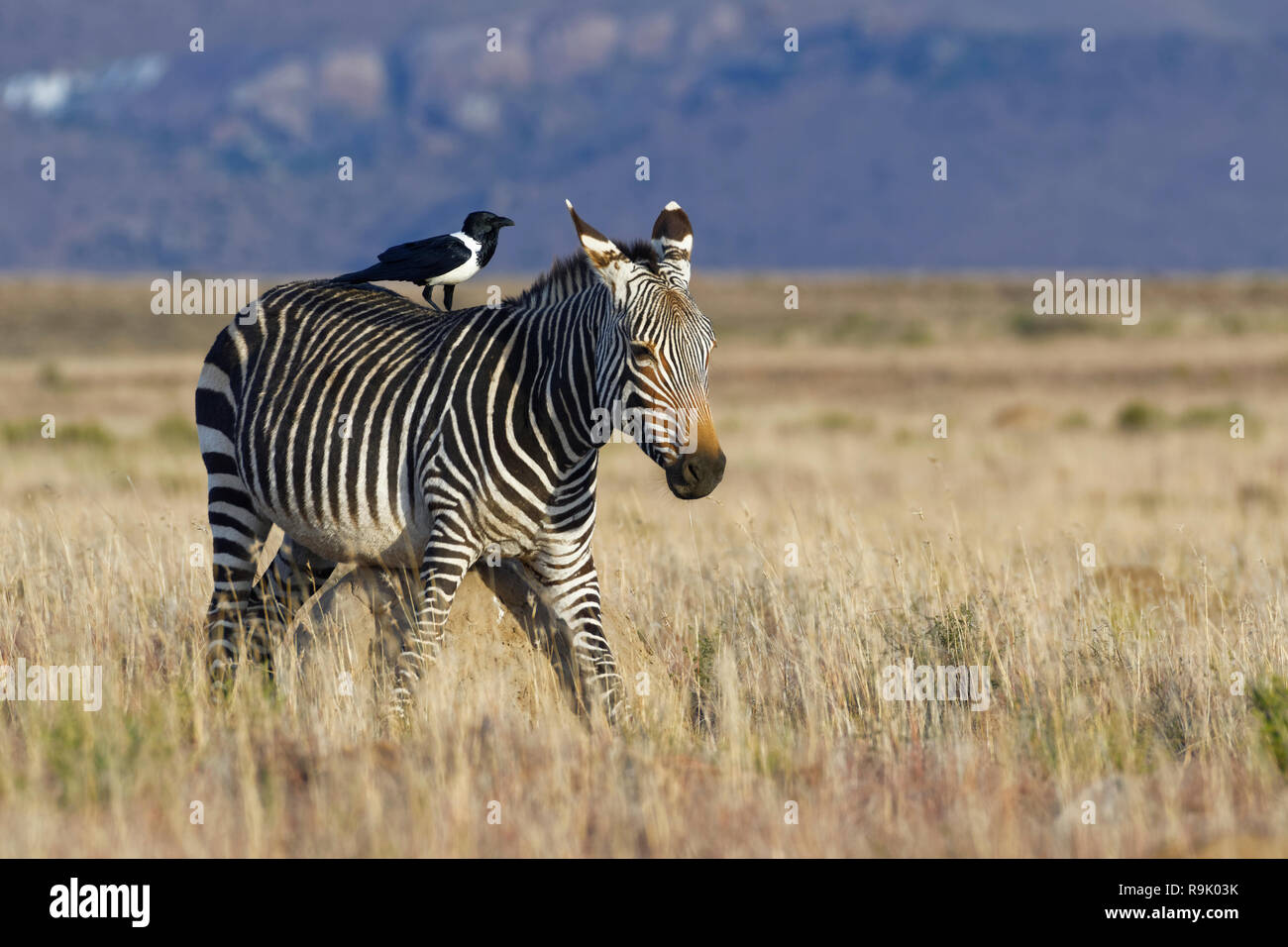 Zèbre de montagne du cap (Equus zebra zebra), femelle adulte, frottant contre une termitière, un pied-de-corbeau (Corvus albus) sur son dos, Mountain Zebra Nationa Banque D'Images