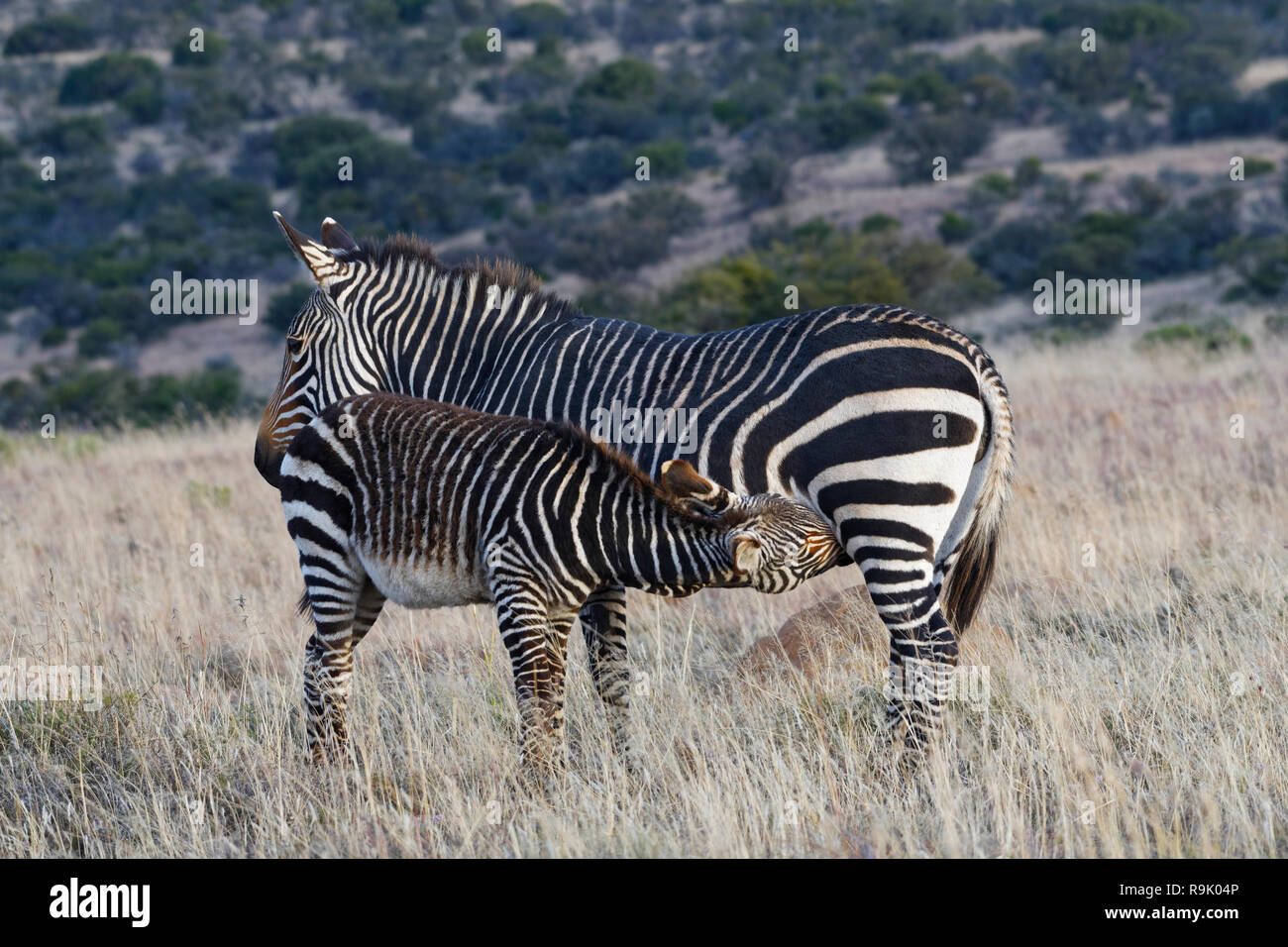 Des zèbres de montagne du cap (Equus zebra zebra), zebra foal sucer sa mère, au crépuscule dans les prairies ouvertes, Mountain Zebra National Park, Eastern Cape, South Banque D'Images