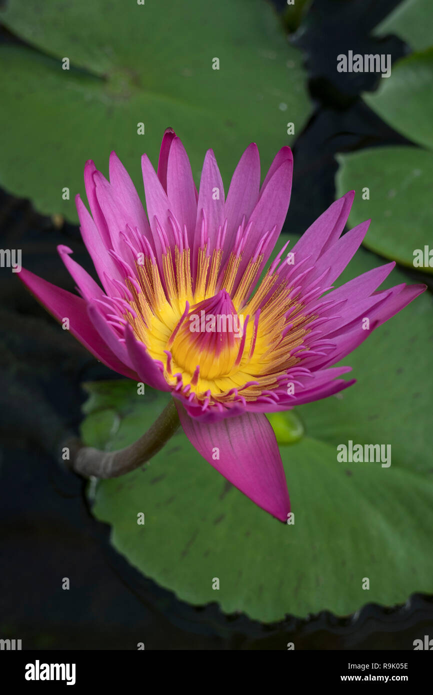 Belle floraison rose fleur de lotus indien Banque D'Images