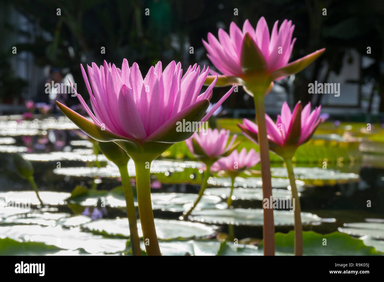 Belle floraison rose fleurs de lotus indien Banque D'Images