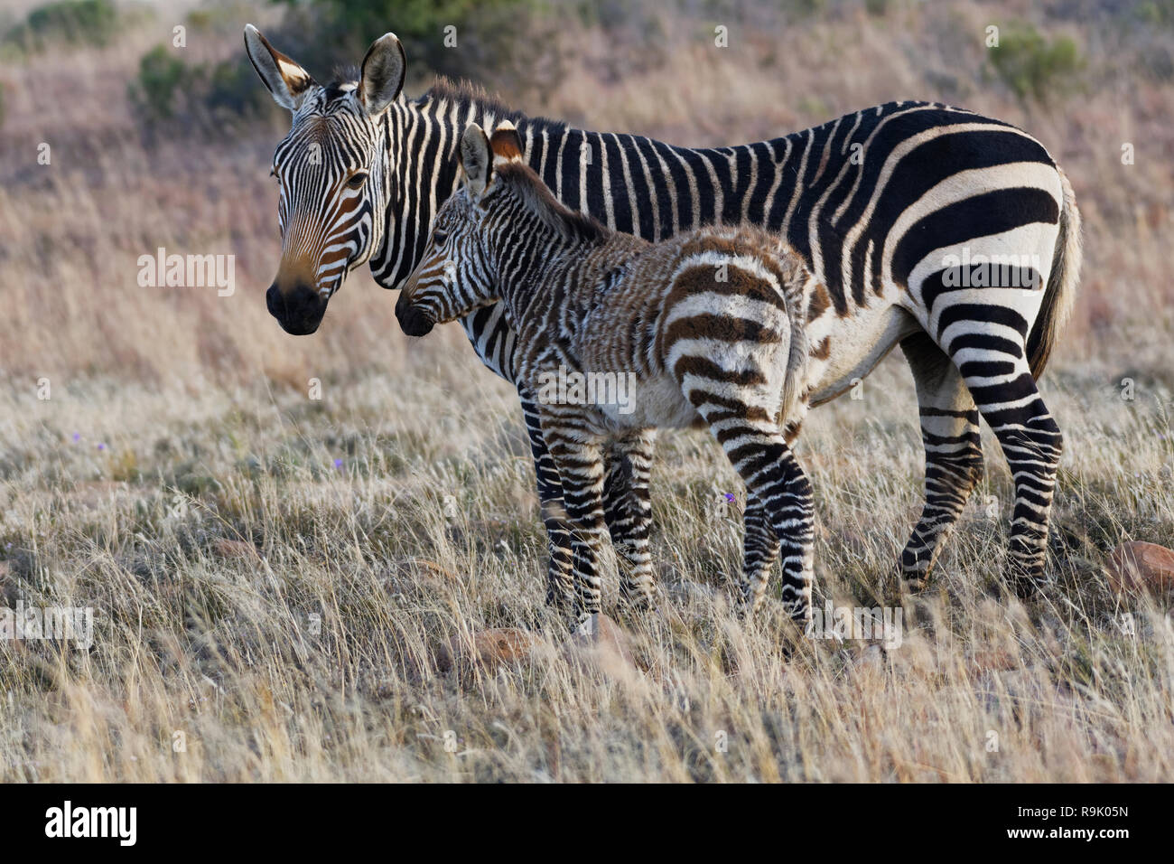 Des zèbres de montagne du cap (Equus zebra zebra), mère avec zebra foal, debout au crépuscule dans les prairies ouvertes, Mountain Zebra National Park, Eastern Cape, Sout Banque D'Images