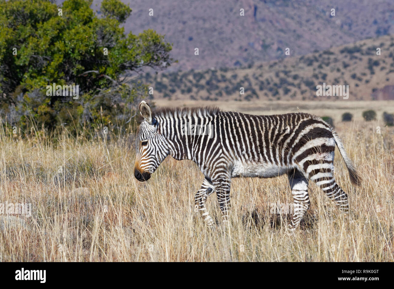 Zèbre de montagne du cap (Equus zebra zebra), zebra foal marche dans la prairie ouverte, Mountain Zebra National Park, Eastern Cape, Afrique du Sud, l'Afrique Banque D'Images