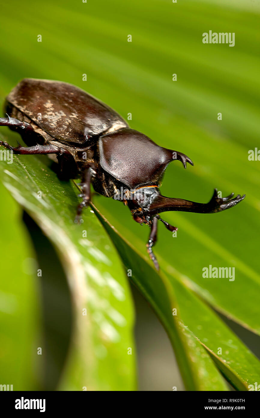 La libre du scarabée rhinocéros, Rhino beetle, Hercules beetle, Unicorn beetle Banque D'Images