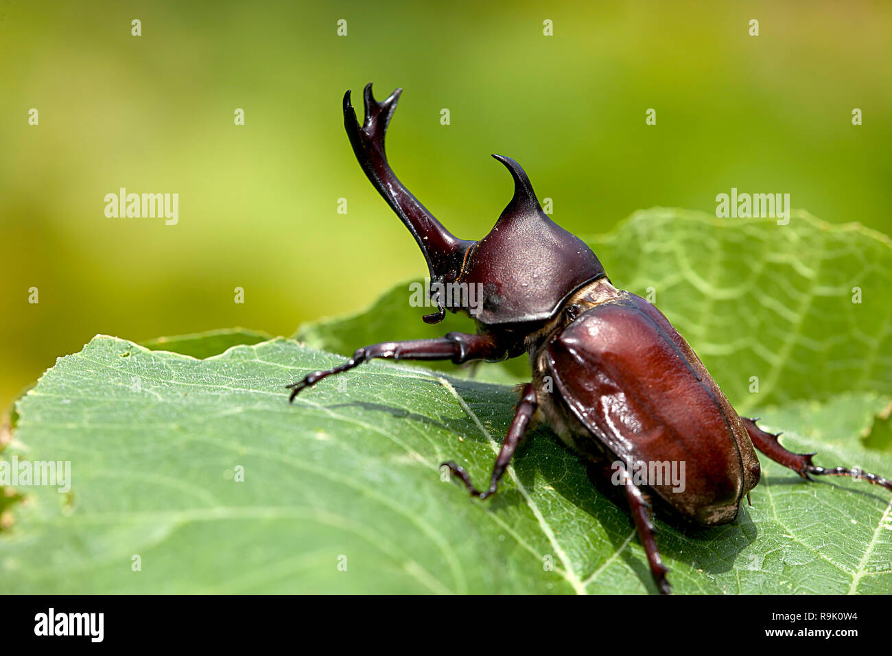 La libre du scarabée rhinocéros, Rhino beetle, Hercules beetle, Unicorn beetle Banque D'Images