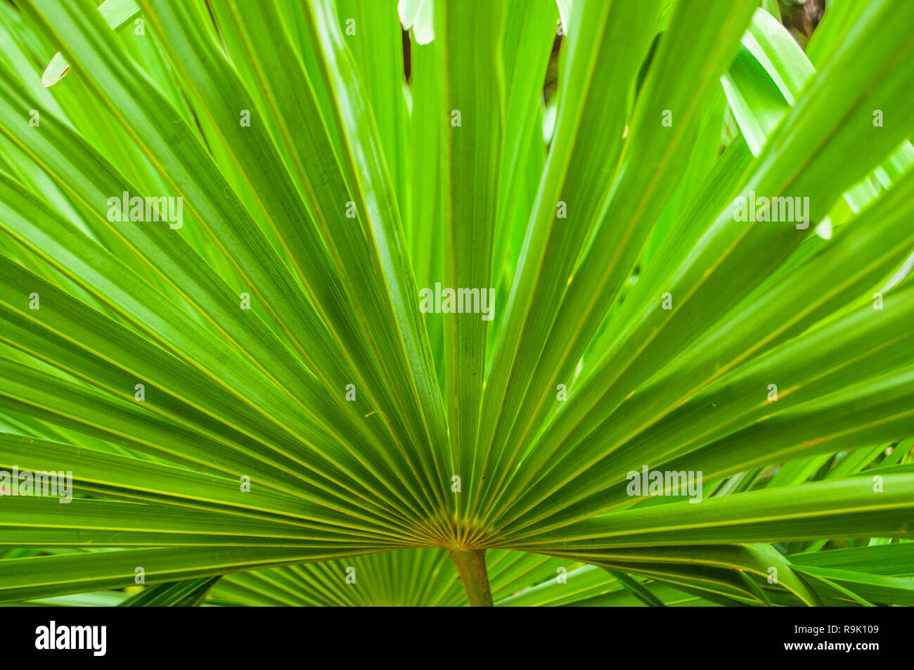 Faites de texture fleurs vert clair feuilles de palmiers tropicaux. Banque D'Images