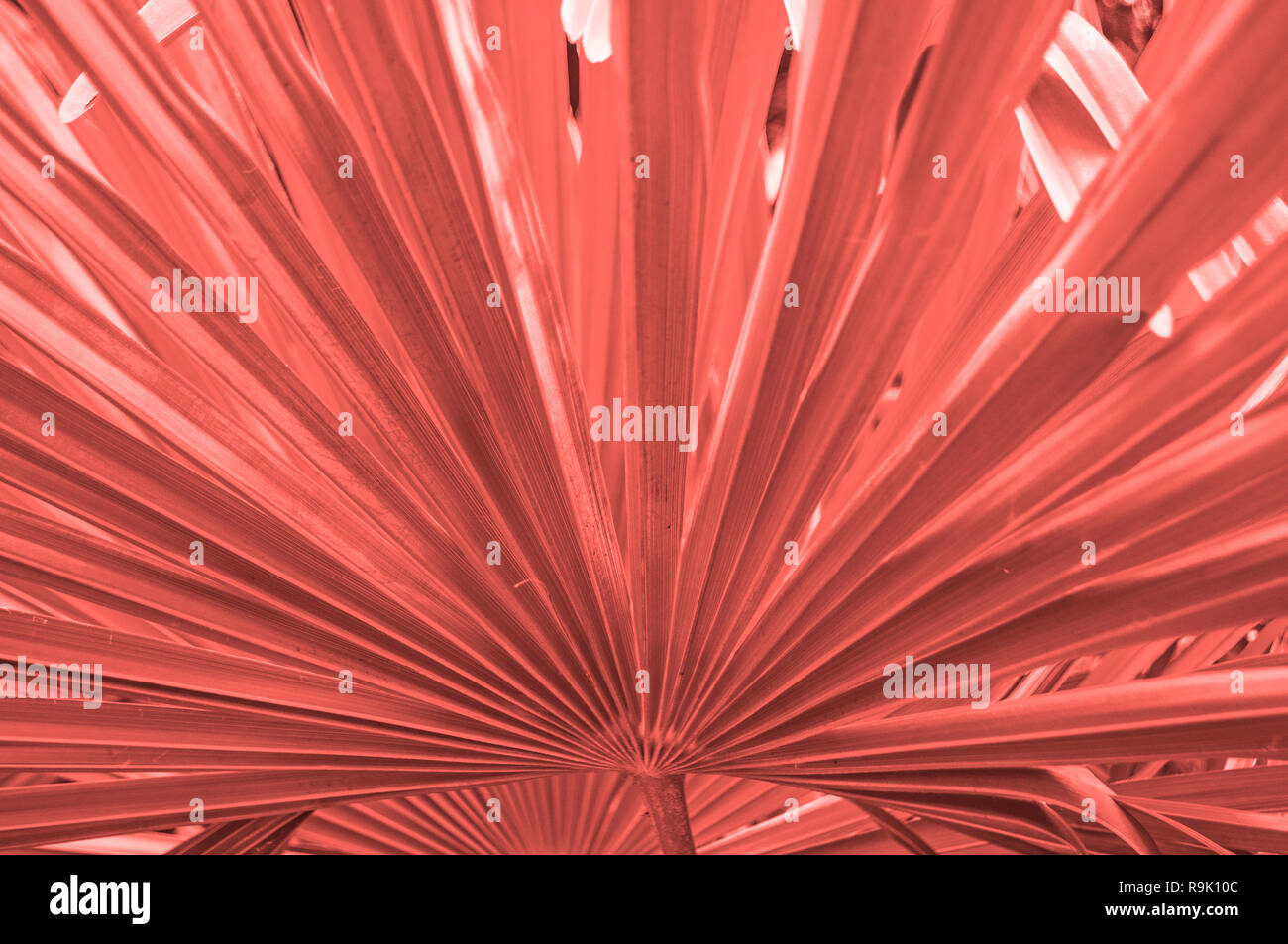 Et De Feuilles De Palmier Tropical En Couleur Corail Couleur De L Annee 19 Concept Photo Stock Alamy Et De Feuilles De Palmier Tropical En Couleur Corail Couleur De L Annee 19 Concept Photo Stock Alamy