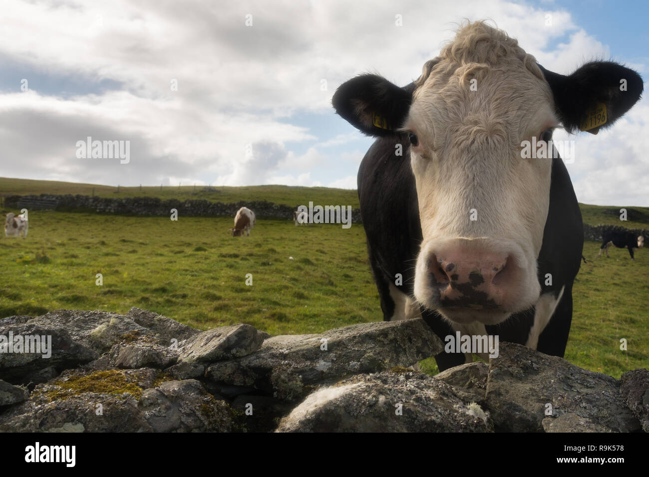 Vaches dans un pré, Shetland, UK Banque D'Images
