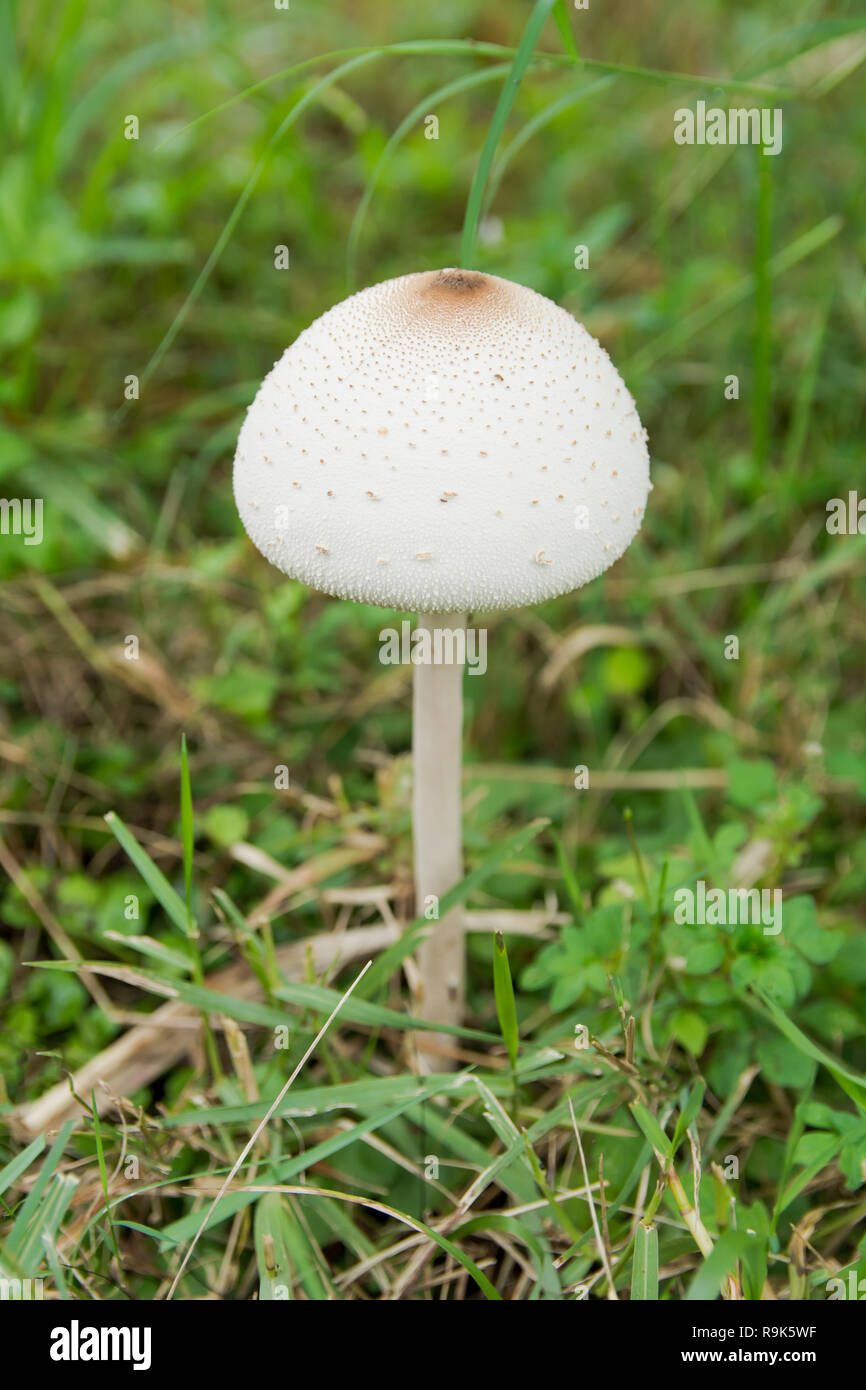 Faux, parasol parasol vert spores ou Cardinal rouge / Northern Cardinal molybdites. Champignons blancs on Green grass field Banque D'Images