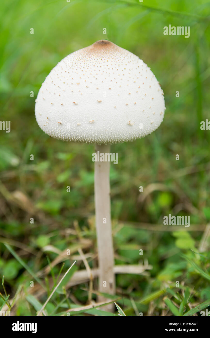 Faux, parasol parasol vert spores ou Cardinal rouge / Northern Cardinal molybdites. Champignons blancs on Green grass field Banque D'Images