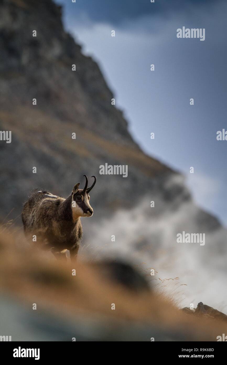 Chamois, Rupicapra rupicapra, sur la colline rocheuse avec de l'herbe d'automne, dans la montagne Gran Paradiso, Italie. L'automne dans les montagnes. Mammifère, herbivore, wil Banque D'Images