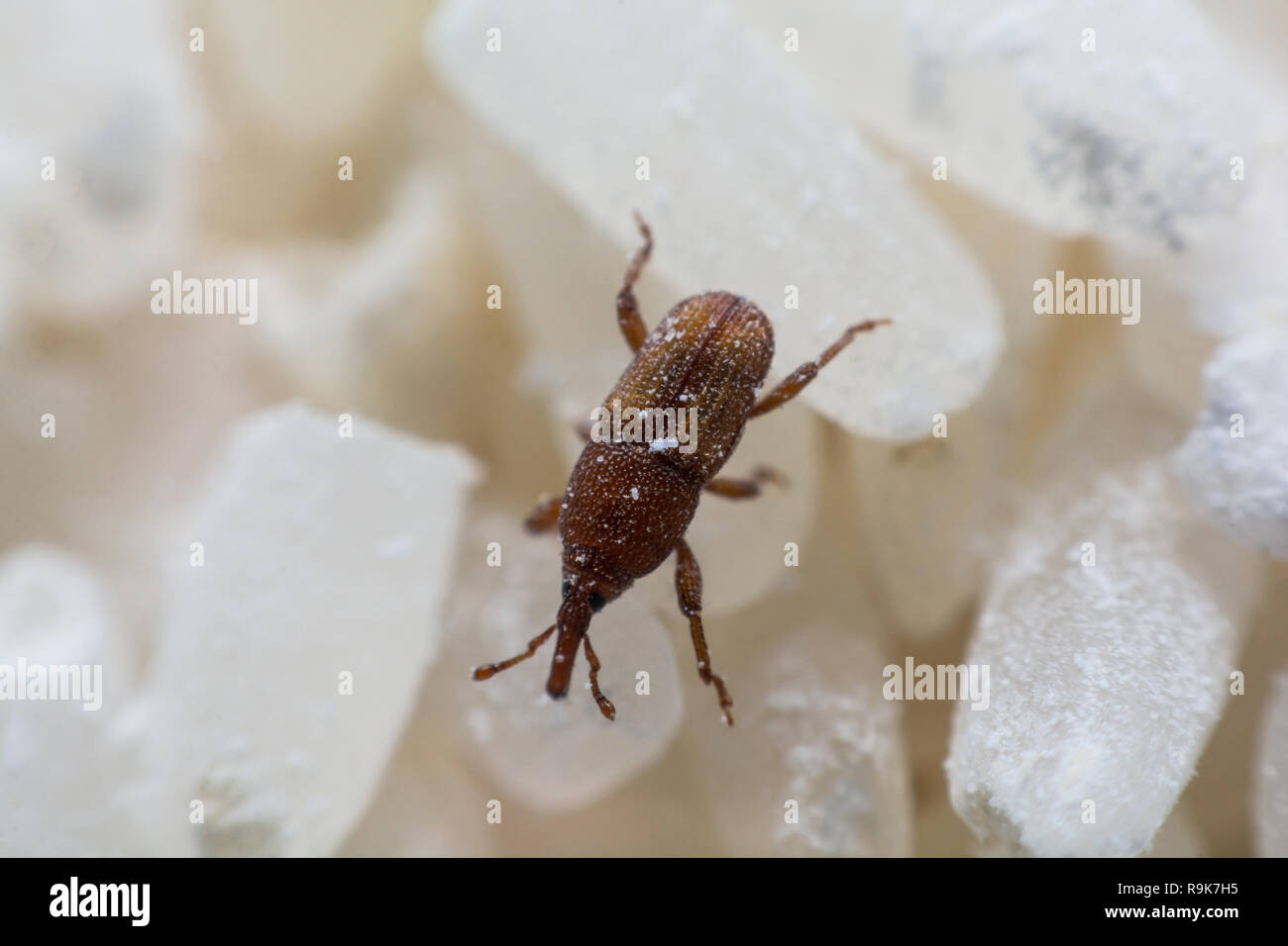 Charançon du riz, ou des noms scientifiques Sitophilus oryzae close up sur le riz blanc détruit. Banque D'Images