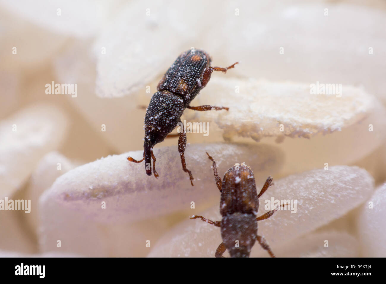 Charançon du riz, ou des noms scientifiques Sitophilus oryzae close up sur le riz blanc détruit. Banque D'Images