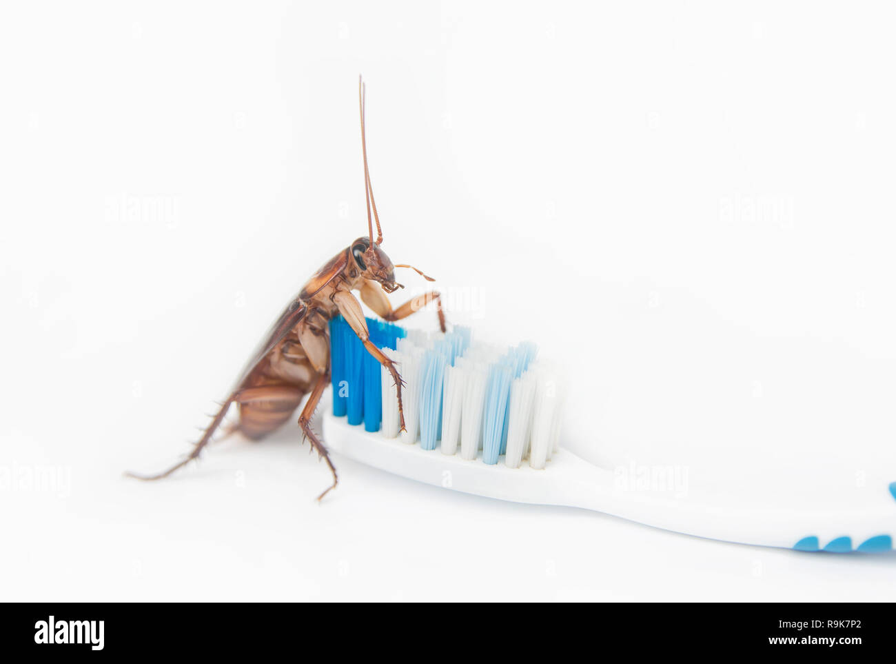 Brosse à dents sur les cafards isolé sur fond blanc. Banque D'Images