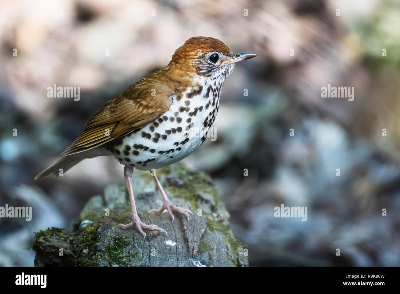 Grive des bois au printemps habitat boisé Banque D'Images