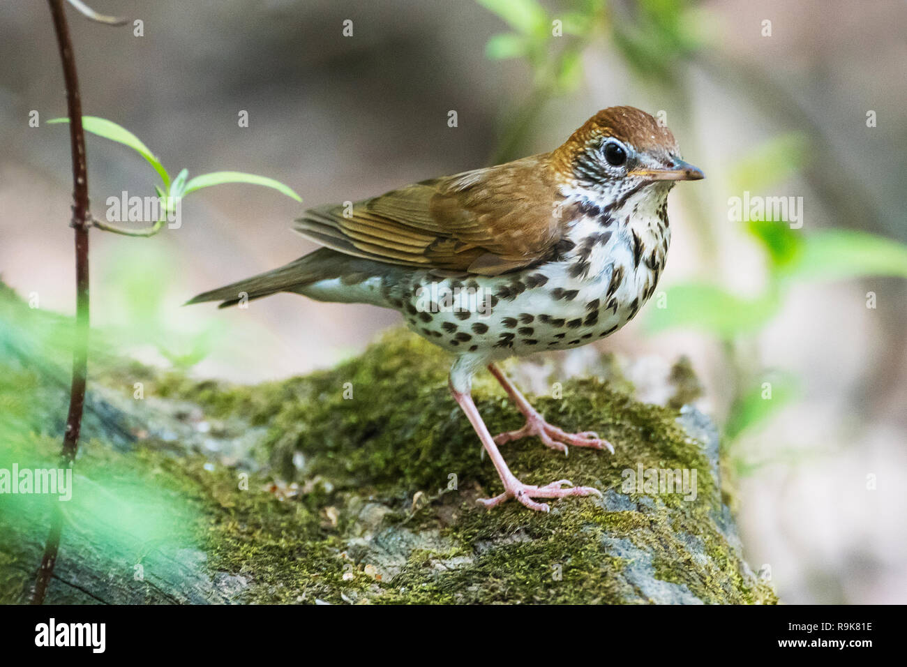 Grive des bois au printemps habitat boisé sur journal moussu Banque D'Images