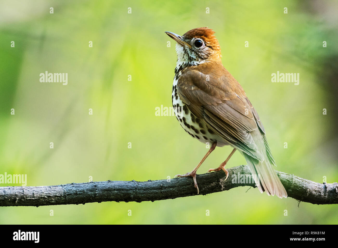 Grive des bois au printemps habitat boisé Banque D'Images