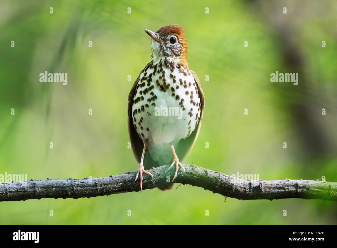 Grive des bois au printemps habitat boisé Banque D'Images