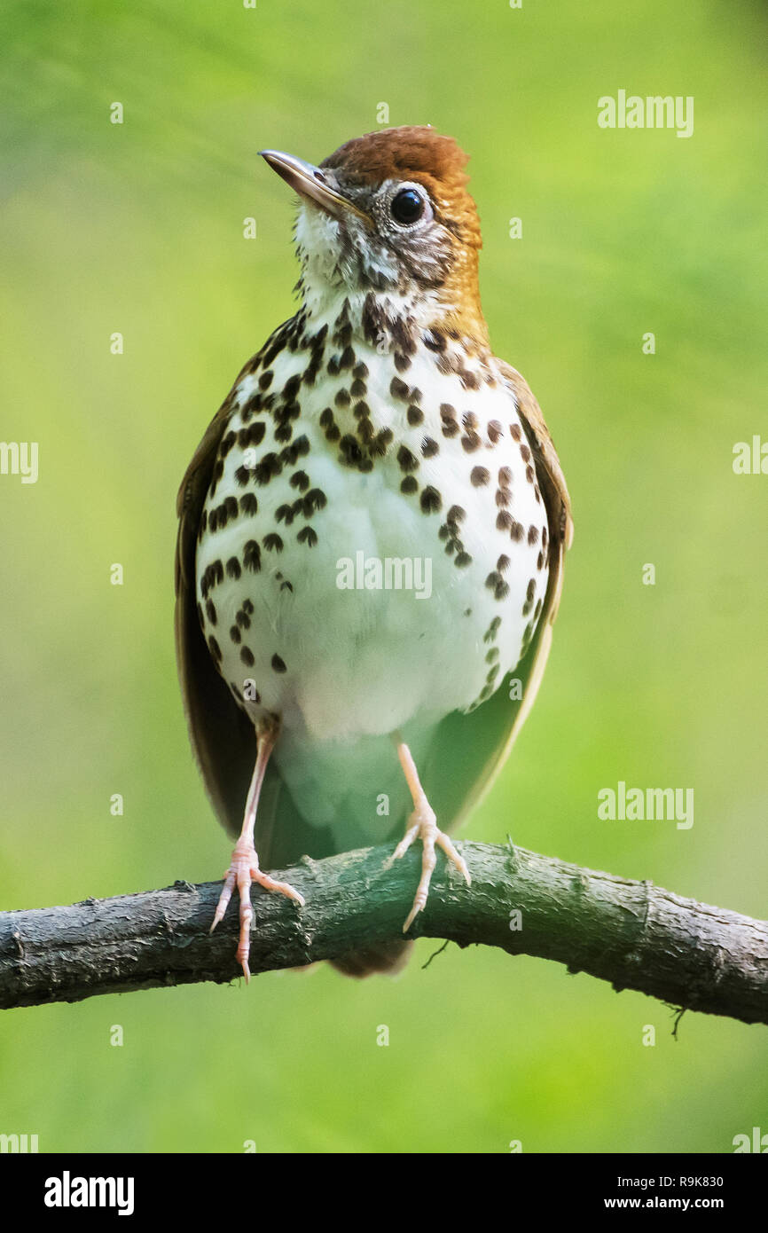 Grive des bois au printemps habitat boisé Banque D'Images