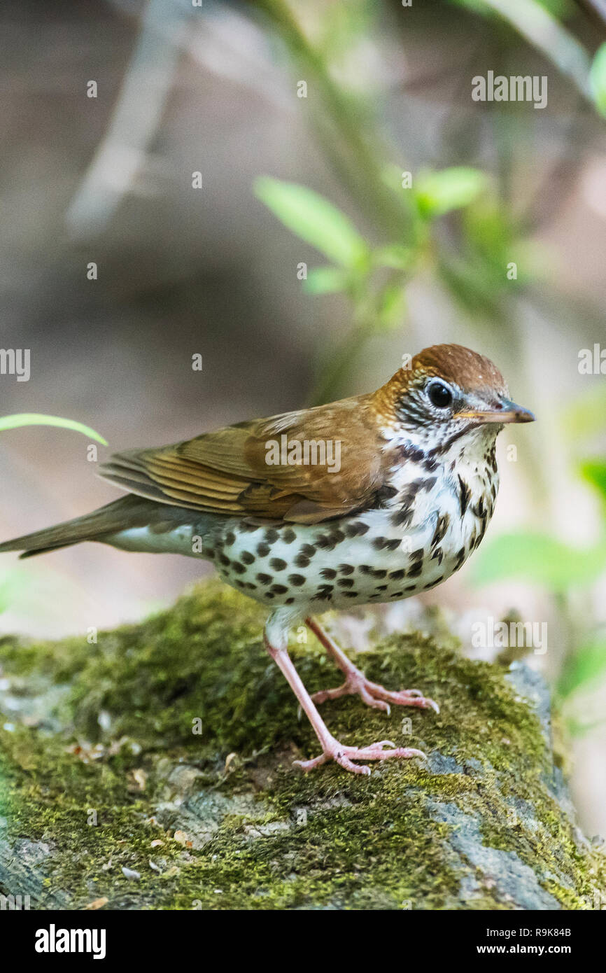 Grive des bois au printemps habitat boisé Banque D'Images