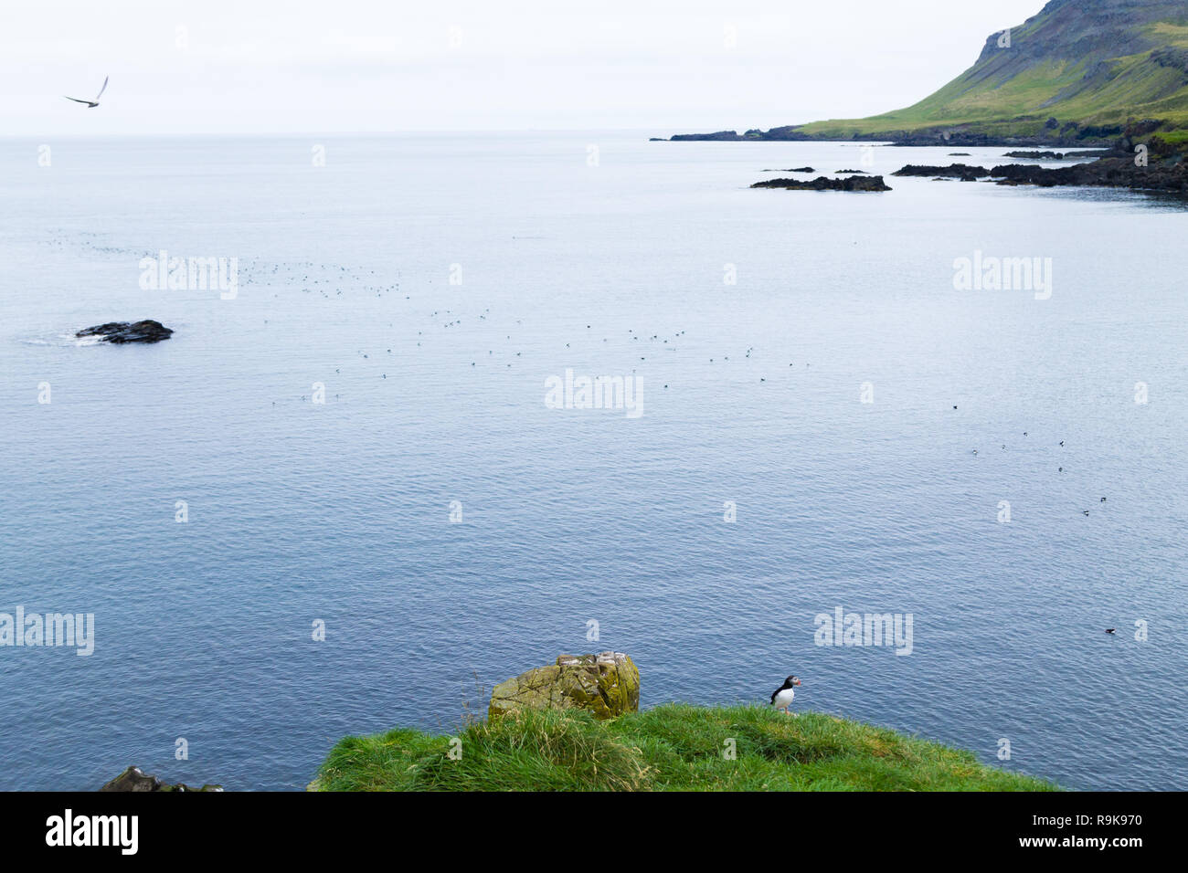 Macareux moine de Borgarfjordur fjord, est de l'Islande. La faune de l'Islande. Macareux moine commun. Fratercula arctica Banque D'Images Macareux moine de Borgarfjordur fjord, est de l'Islande. La faune de l'Islande. Macareux moine commun. Fratercula arctica Banque D'Images