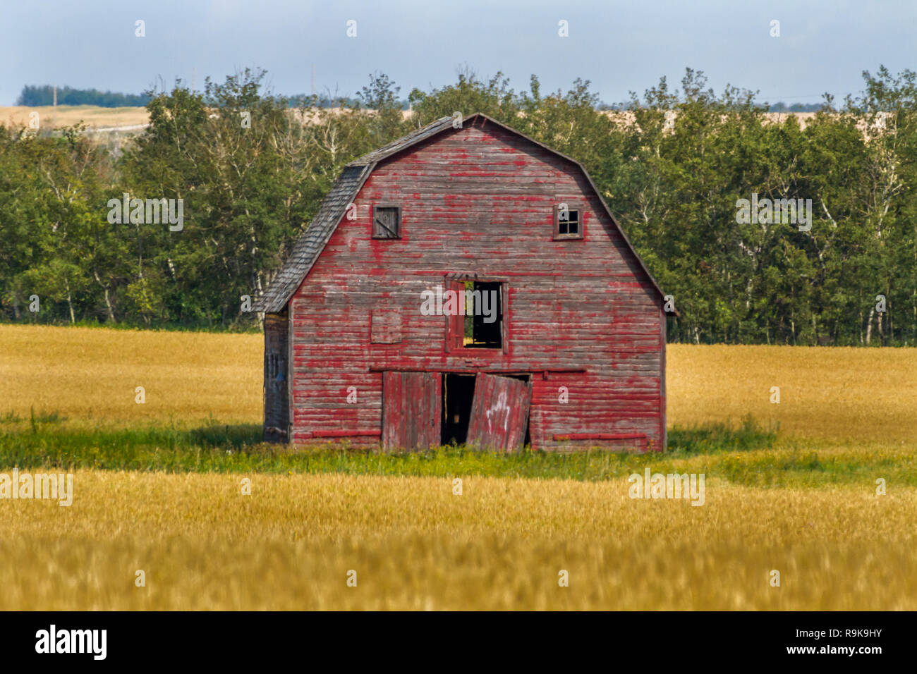 Érodés, ancienne grange rouge, grains d'or dans le domaine de la Saskatchewan, Canada - la Province du blé - où l'agriculture est une force motrice de l'économie Banque D'Images Érodés, ancienne grange rouge, grains d'or dans le domaine de la Saskatchewan, Canada - la Province du blé - où l'agriculture est une force motrice de l'économie Banque D'Images