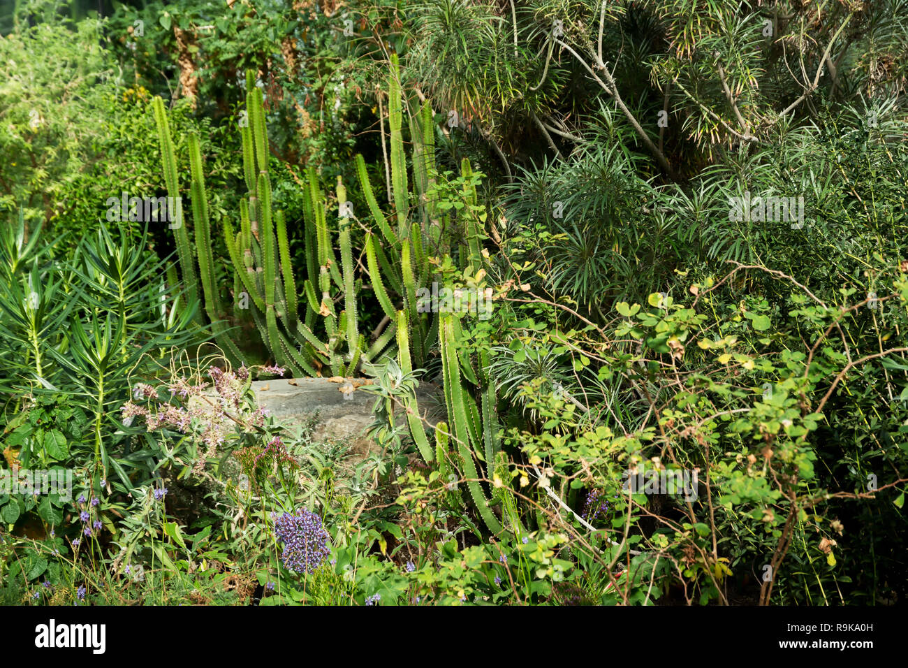 Les plantes tropicales dans la région de Royal Botanic Gardens, Kew ( ) Banque D'Images