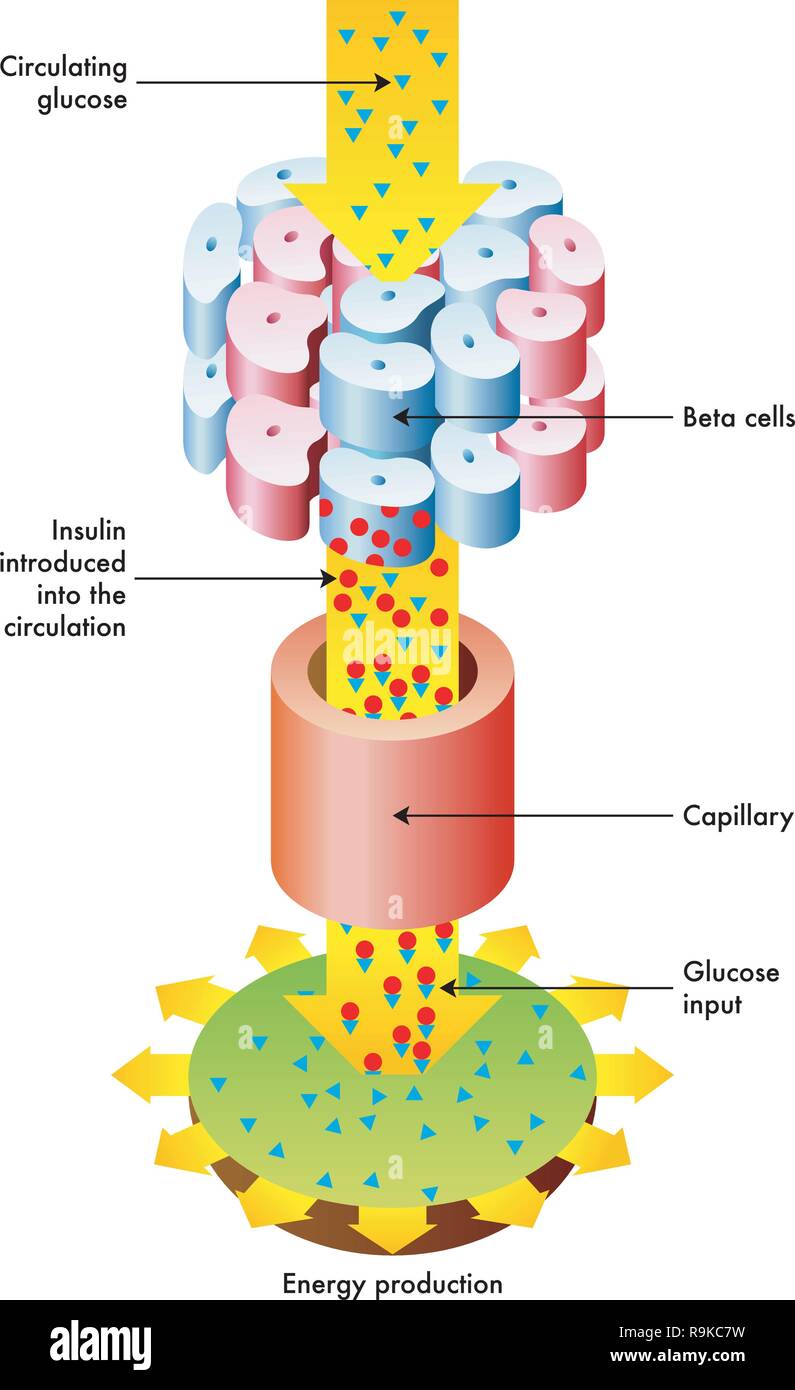 Une illustration vectorielle médical de la libération d'insuline et la fonction dans le métabolisme. Illustration de Vecteur