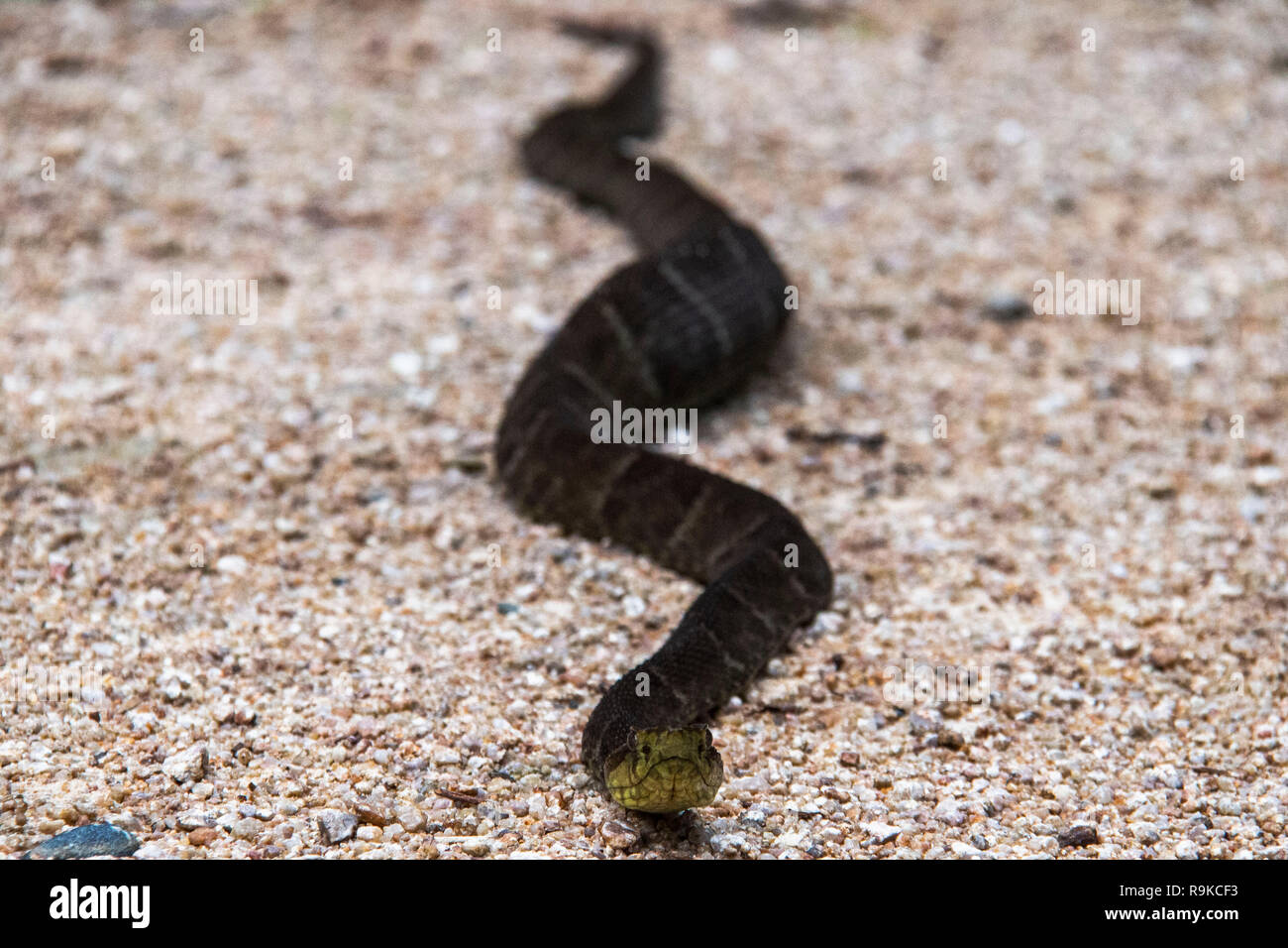 Un serpent dans le Parc National Podocarpus, Zamora, Equateur Banque D'Images