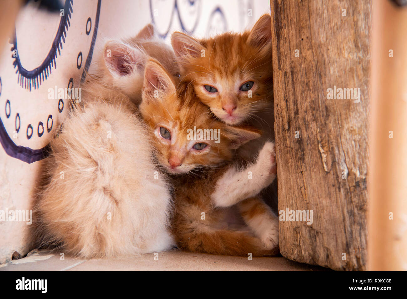 Gattini rossi a Vilcabamba, Equateur Banque D'Images