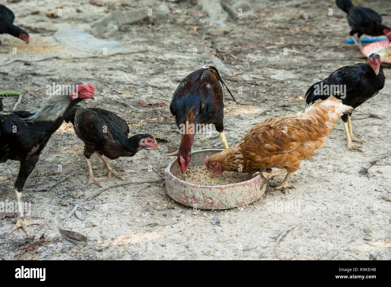 Poulets de ferme et de son de riz l'alimentation pour l'alimentation le bac Banque D'Images