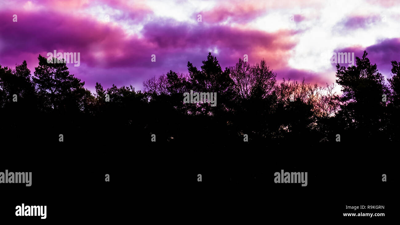 Météo hiver rare phénomène dans le ciel, rose et violet les nuages stratosphériques polaires, l'arrière-plan des paysages forestiers Banque D'Images
