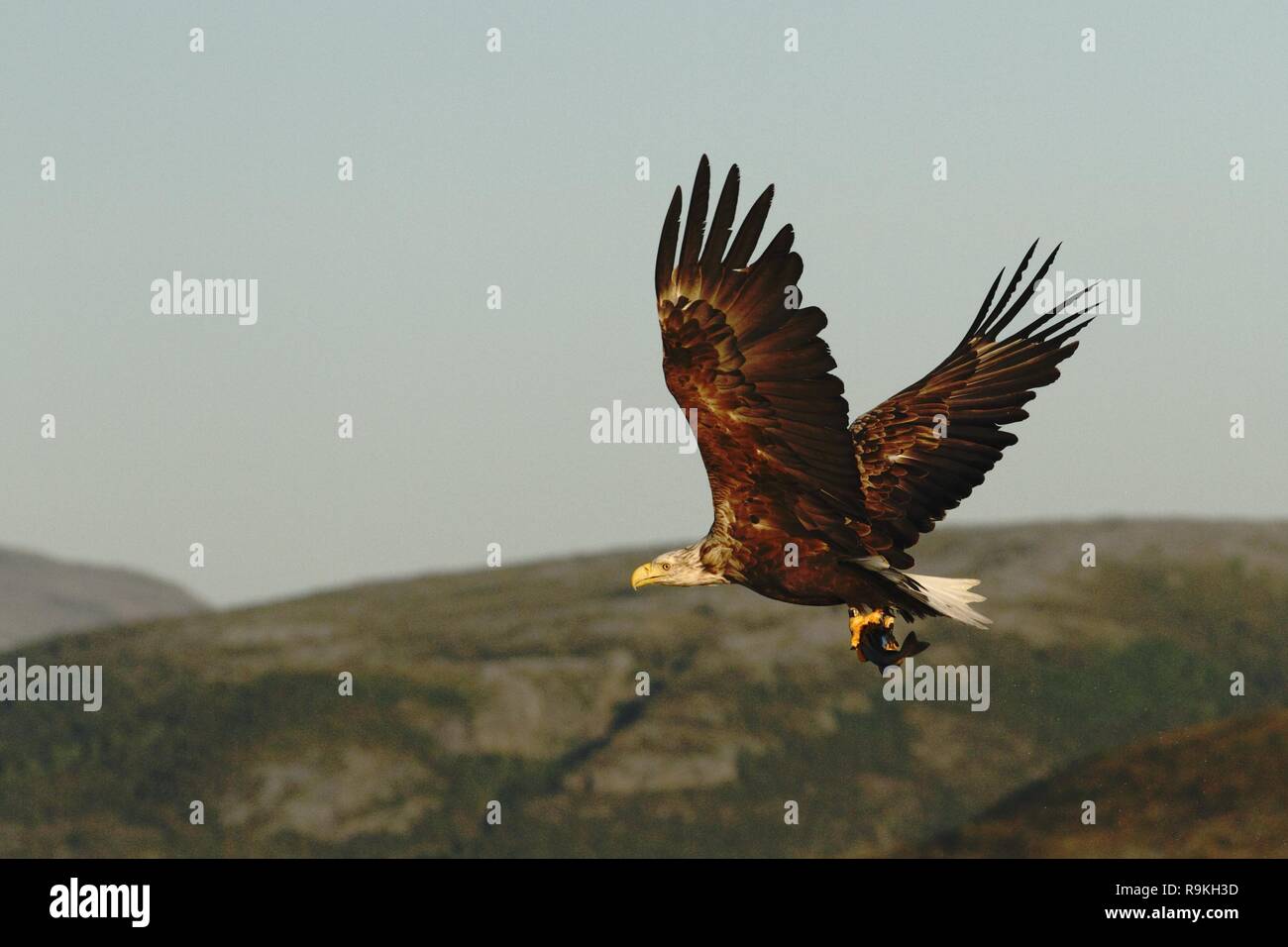 White-tailed eagle en vol avec des poissons pêchés dans la mer de Norvège,,Haliaeetus albicilla, majestueux pygargue à pêcher dans ses grandes griffes et avec sky et flo Banque D'Images