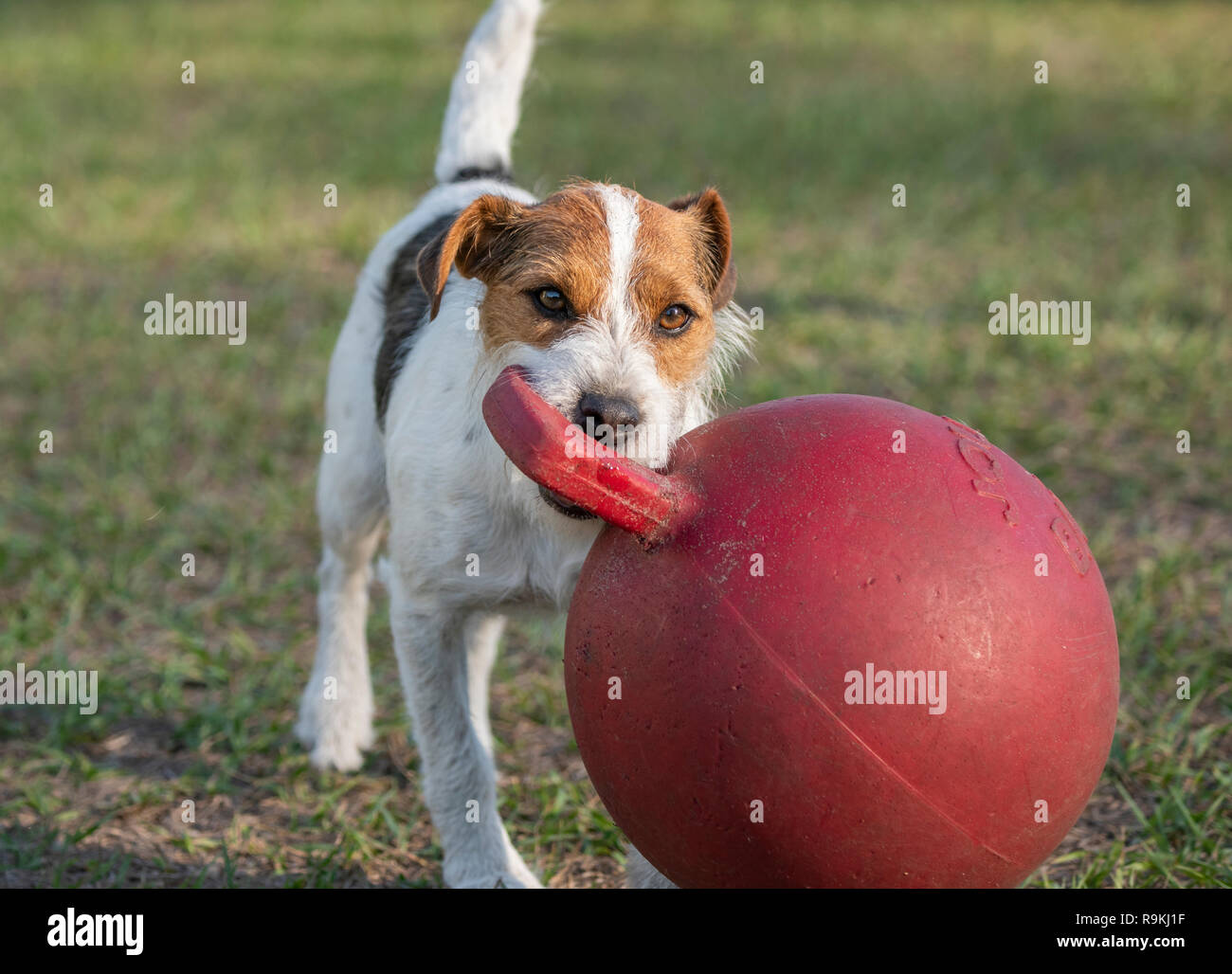 Jack Russel terrier dog joue avec grand ballon Jolly Banque D'Images