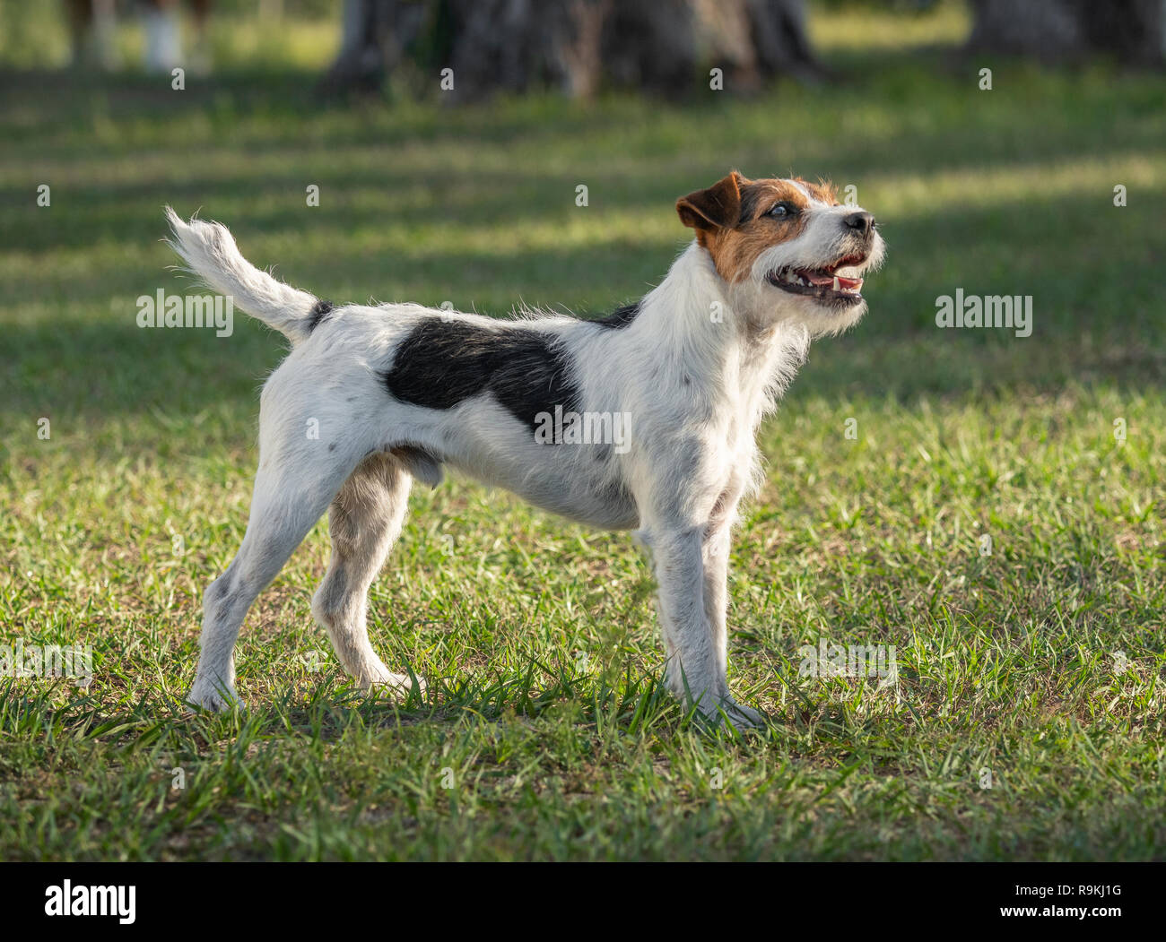 Jack Russel terrier chien attentif avec grand bal Photo Stock - Alamy