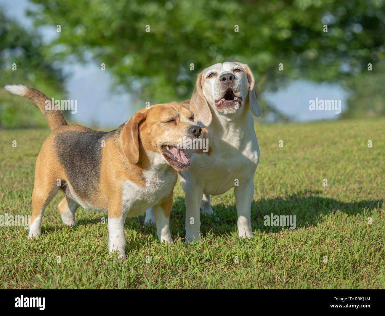 Paire d'aboiements des chiens Beagle sur la pelouse Banque D'Images