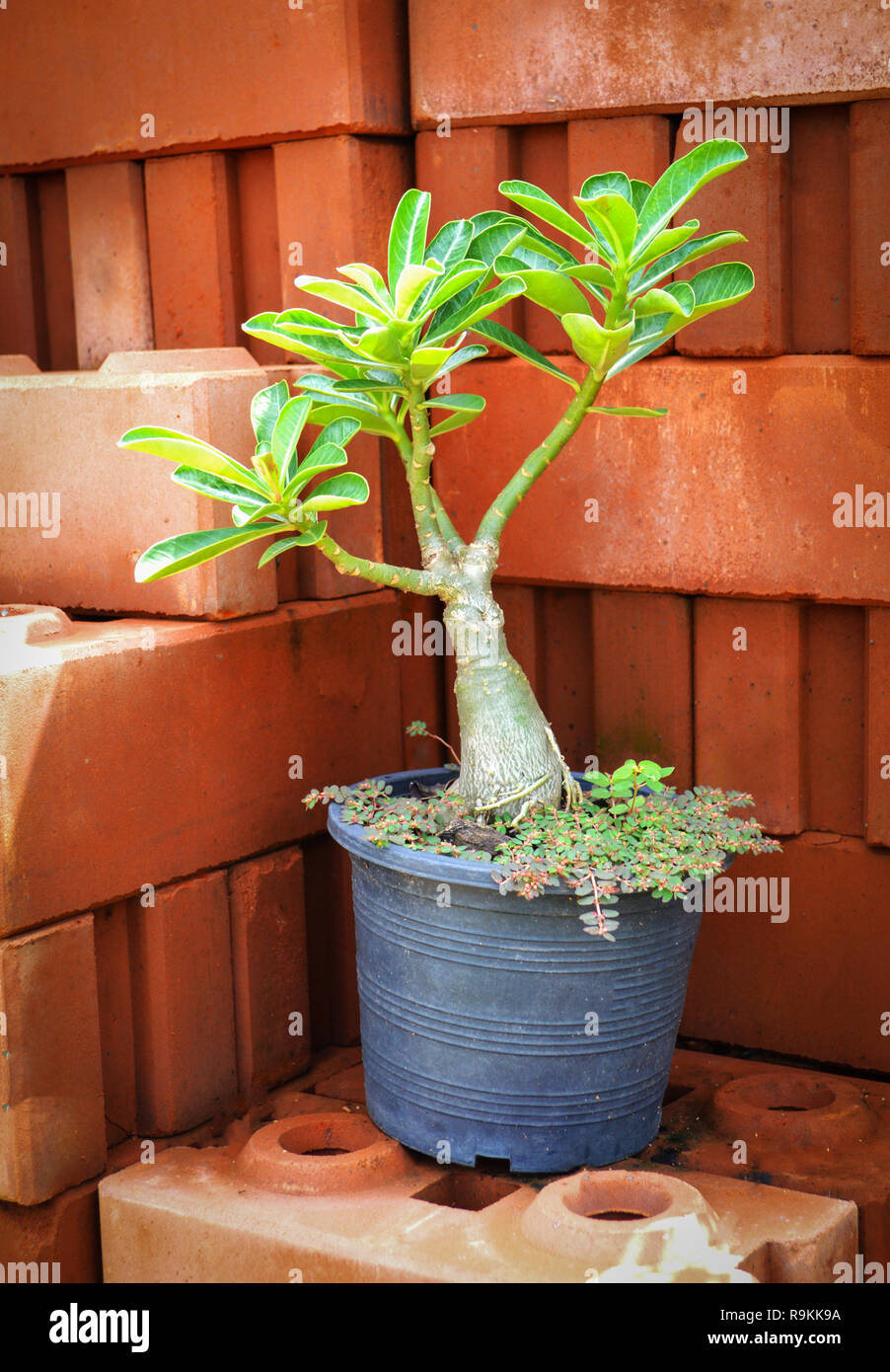 Arbre en pot PLANTES Adenium sur banc feuilles /Adenium ou fleur rose du désert Banque D'Images