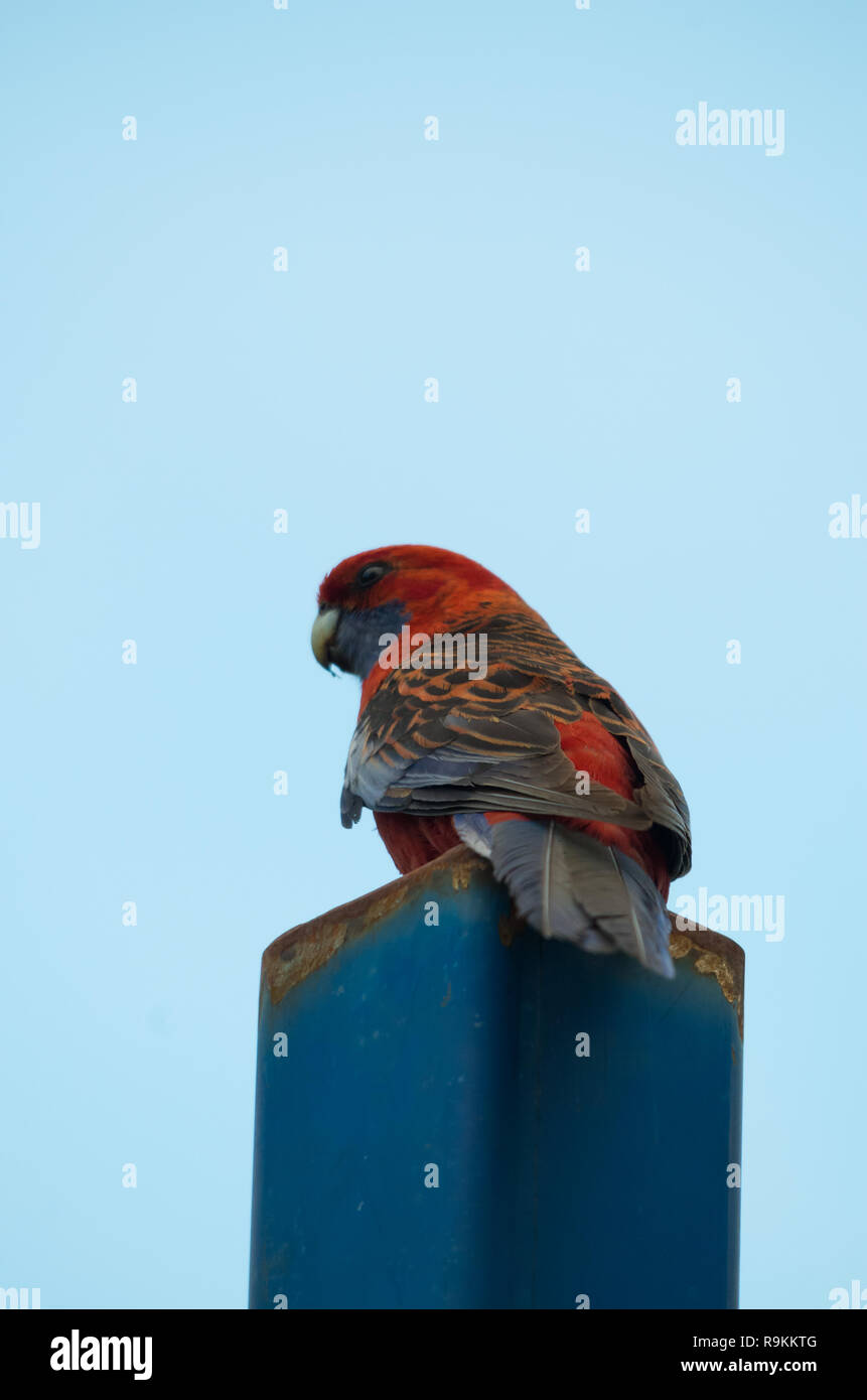 Belle Crimson Rosella perché sur une journée ensoleillée bleu Banque D'Images