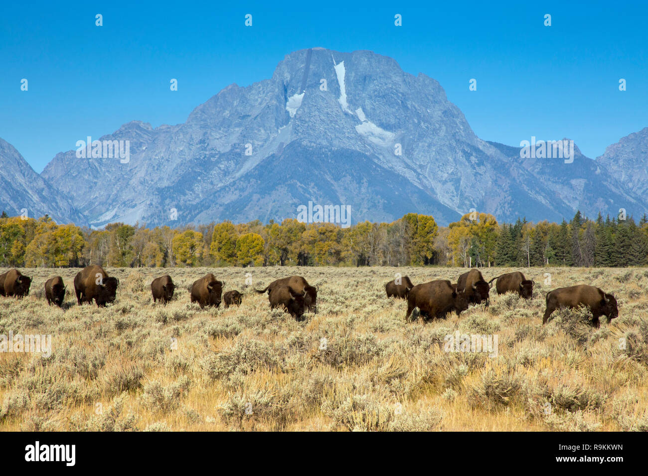 Mont Moran et les bisons, parc national de Grand Teton, Wyoming Banque D'Images