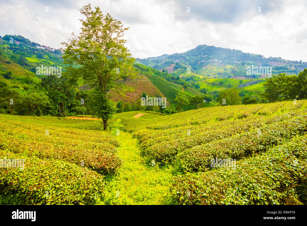 Beau thé oolong vert frais de plantation sur le terrain, Mae Salong près de Chiang Rai, au nord de la Thaïlande en Asie Banque D'Images
