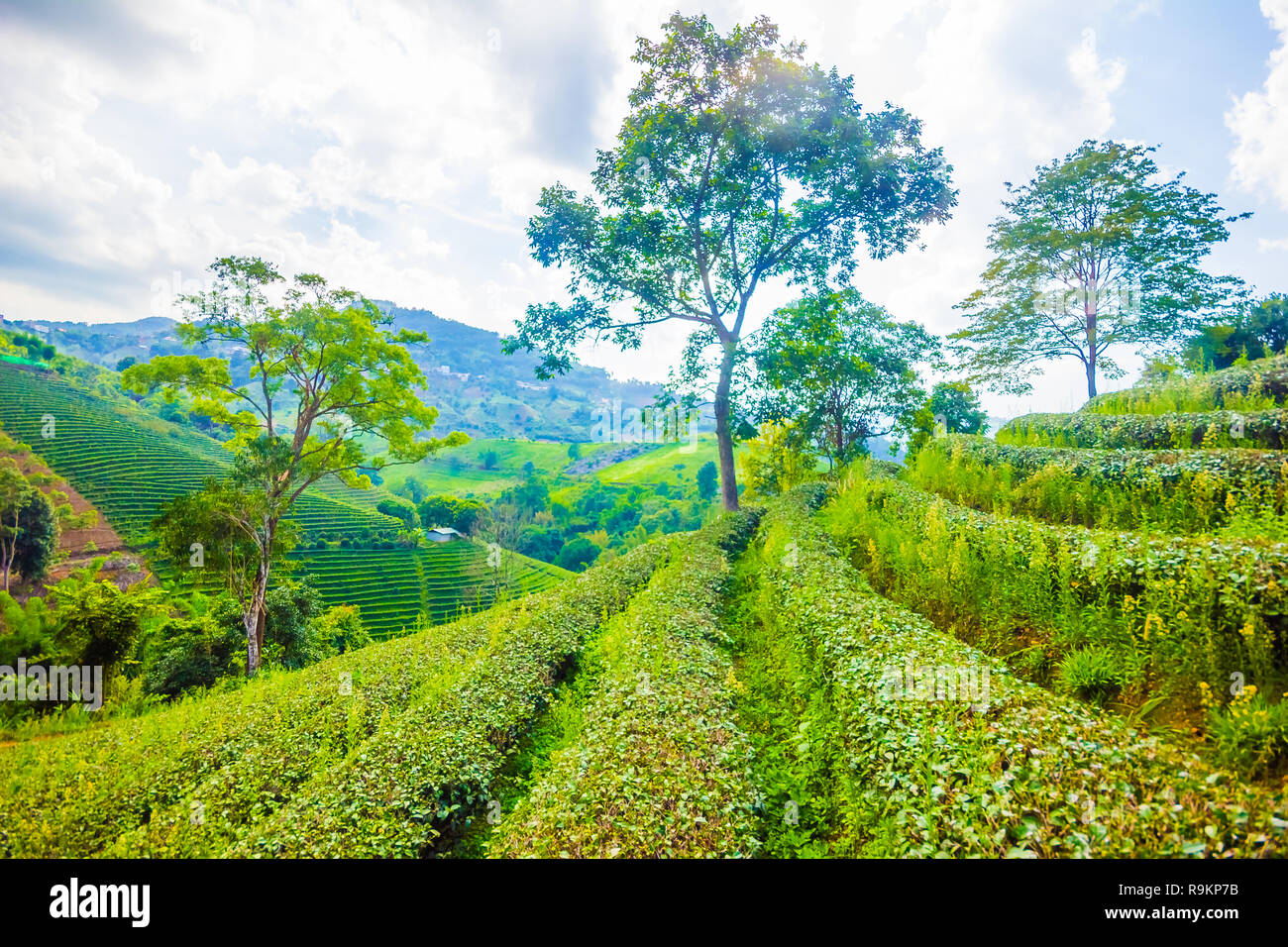 Beau thé oolong vert frais de plantation sur le terrain, Mae Salong près de Chiang Rai, au nord de la Thaïlande en Asie Banque D'Images