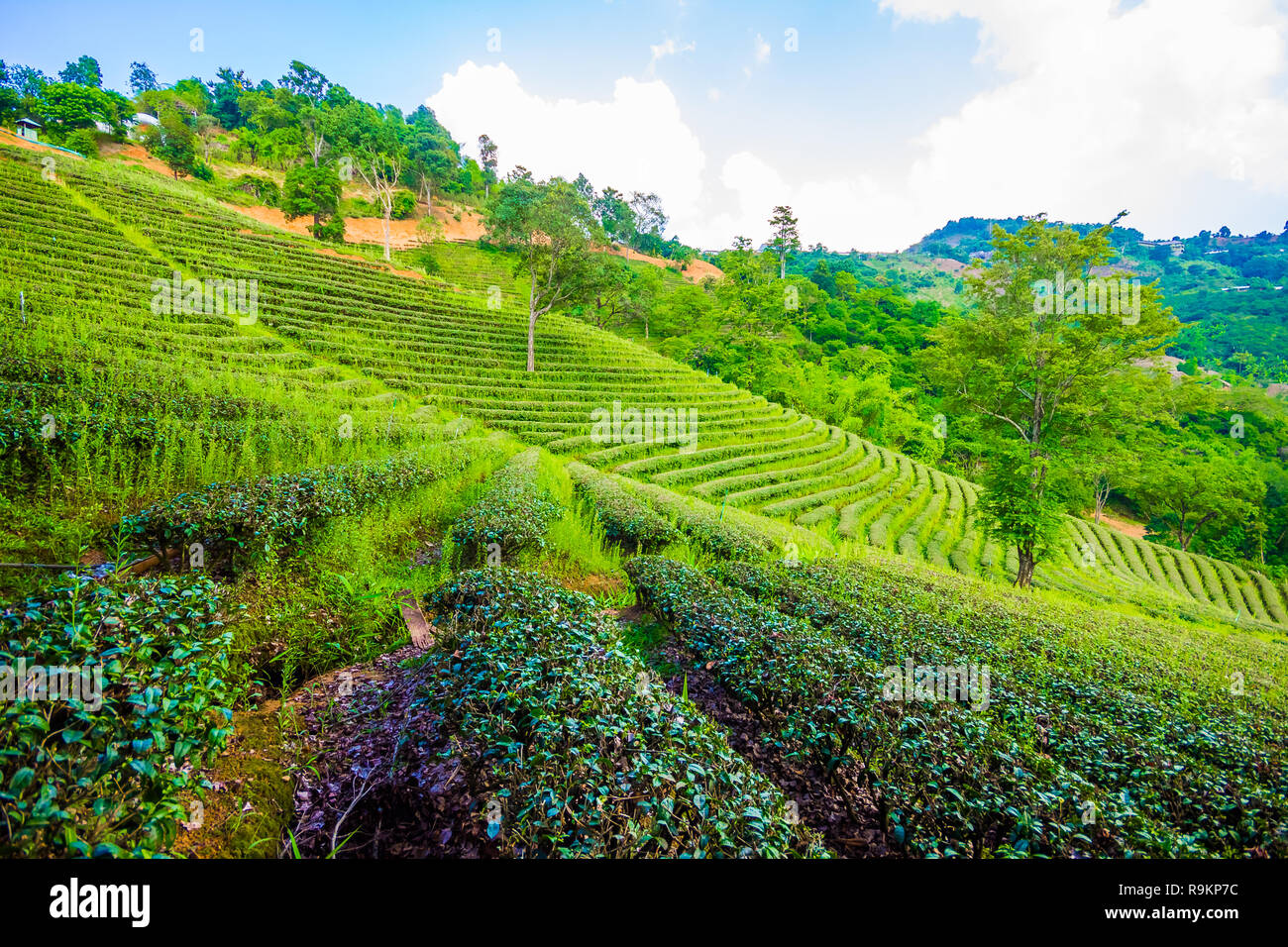 Beau thé oolong vert frais de plantation sur le terrain, Mae Salong près de Chiang Rai, au nord de la Thaïlande en Asie Banque D'Images