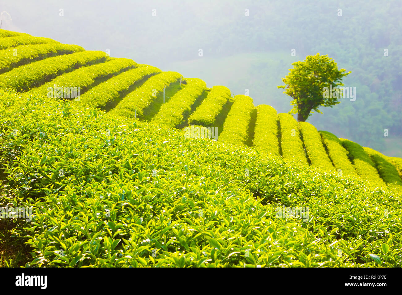 Beau thé oolong vert frais de plantation sur le terrain, Mae Salong près de Chiang Rai, au nord de la Thaïlande en Asie Banque D'Images