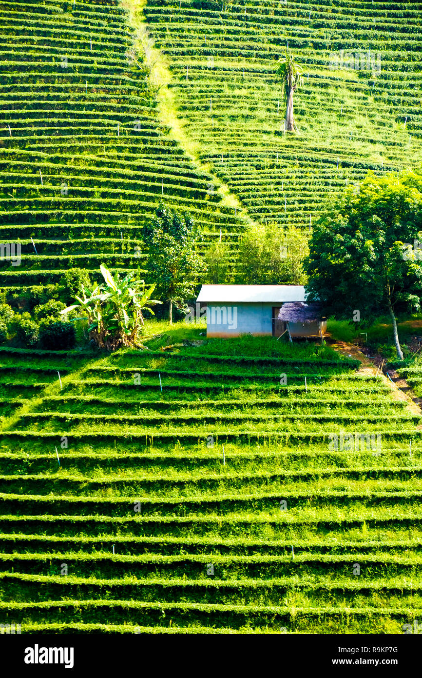 Beau thé oolong vert frais de plantation sur le terrain, Mae Salong près de Chiang Rai, au nord de la Thaïlande en Asie Banque D'Images