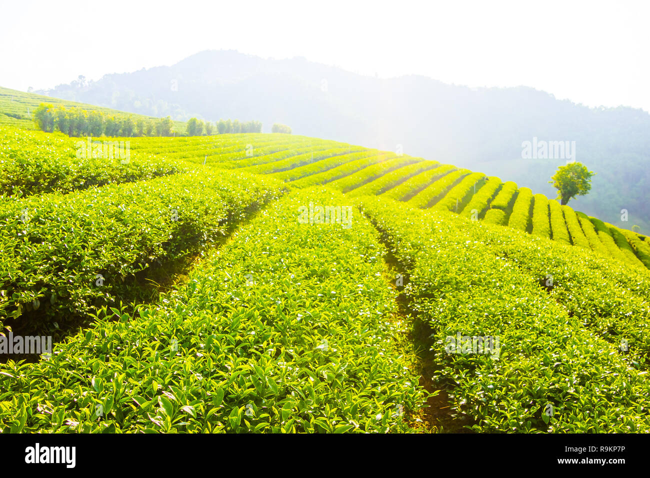 Beau thé oolong vert frais de plantation sur le terrain, Mae Salong près de Chiang Rai, au nord de la Thaïlande en Asie Banque D'Images