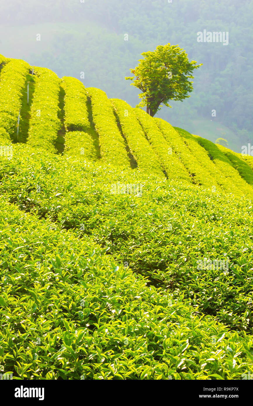 Beau thé oolong vert frais de plantation sur le terrain, Mae Salong près de Chiang Rai, au nord de la Thaïlande en Asie Banque D'Images