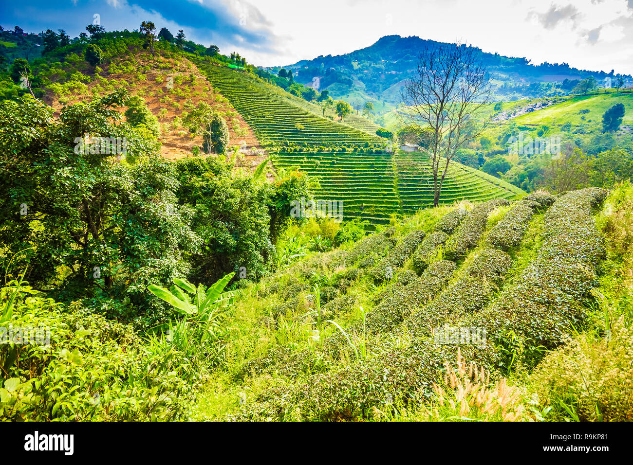 Beau thé oolong vert frais de plantation sur le terrain, Mae Salong près de Chiang Rai, au nord de la Thaïlande en Asie Banque D'Images
