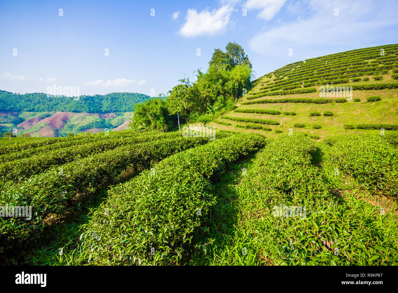 Beau thé oolong vert frais de plantation sur le terrain, Mae Salong près de Chiang Rai, au nord de la Thaïlande en Asie Banque D'Images