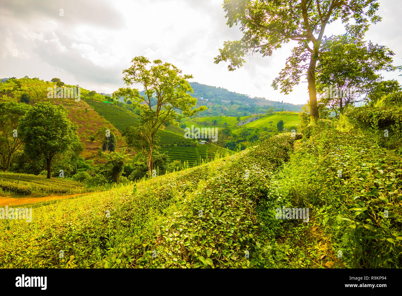 Beau thé oolong vert frais de plantation sur le terrain, Mae Salong près de Chiang Rai, au nord de la Thaïlande en Asie Banque D'Images